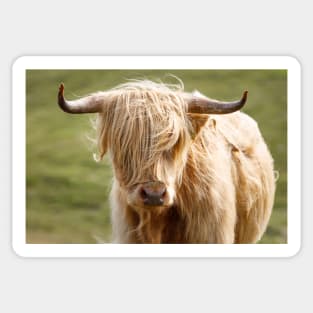 Scottish Highland Cow Sticker